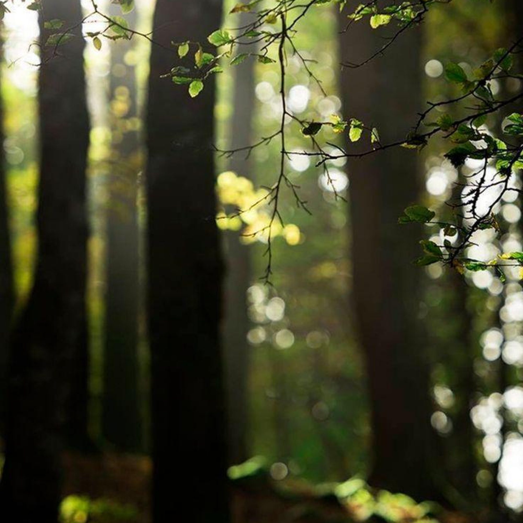 Beauty of Nature